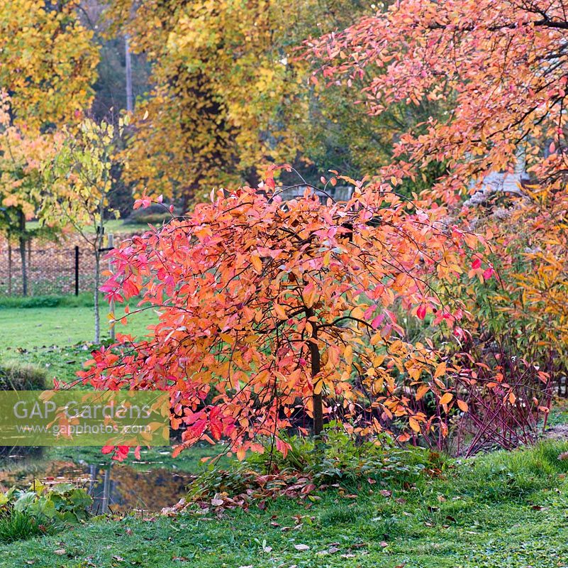 Nyssa sylvatica 'Autumn Cascades', tupelo pleureur, a une riche couleur automnale rouge et orange.