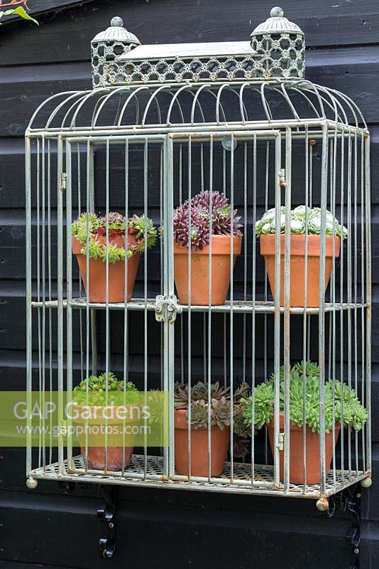 Pots en terre cuite de plantes succulentes et affichés dans des étagères en cage métallique.