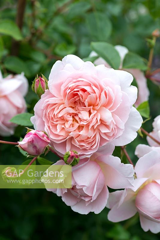 Rosa 'Wildeve', une rose anglaise de David Austin avec des rosettes parfumées parfaitement coupées en quartiers.
