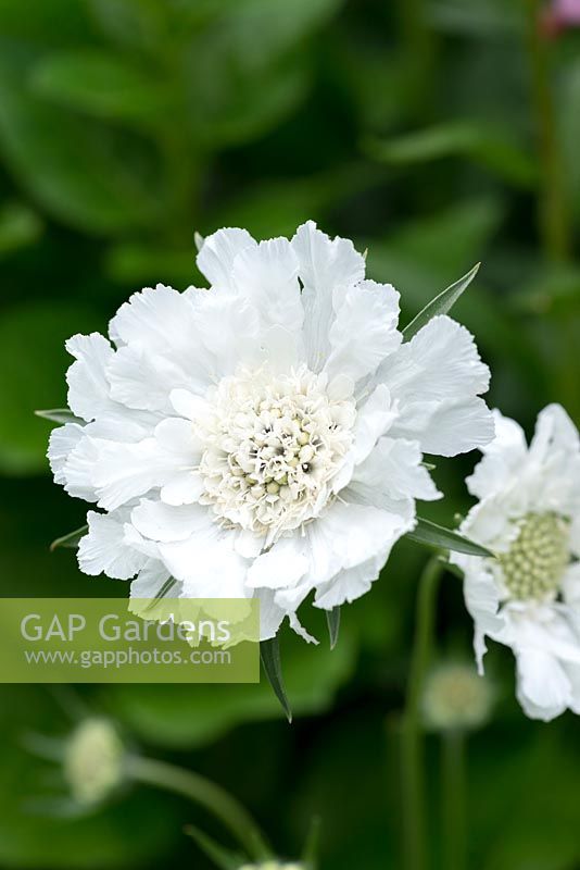 Scabious caucasica 'Fama White', un coussin à épingles à fleurs blanches sur de longues tiges, parfait pour les fleurs coupées.