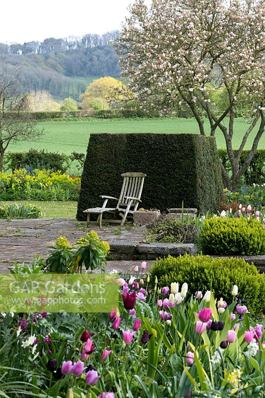 Un jardin de campagne avec vue sur la colline de Clytha au-delà de l'if topiaire et du parterre de printemps de Tulipa 'Florosa', 'Tres Chic', 'Black Parrot' et 'Rosalie '.