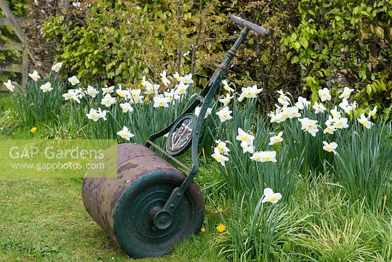 Un rouleau de jardin vintage à côté d'un parterre de fleurs naturalisé de Narcisses.