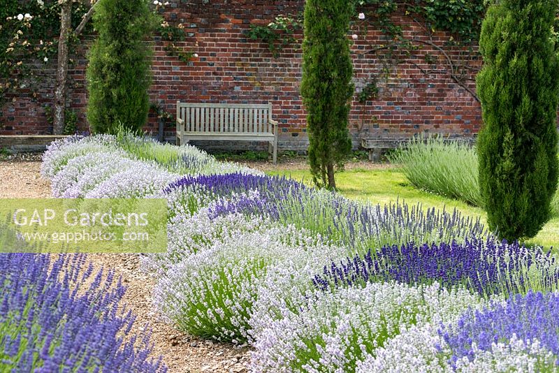 Dans le parterre de fleurs Long Lavender, la plantation en hélice est 'Little Lottie', différentes angustifolias sont plantées à l'œil de chaque hélice, aux intersections, 'Grosso' et 'Edelweiss' alternent.