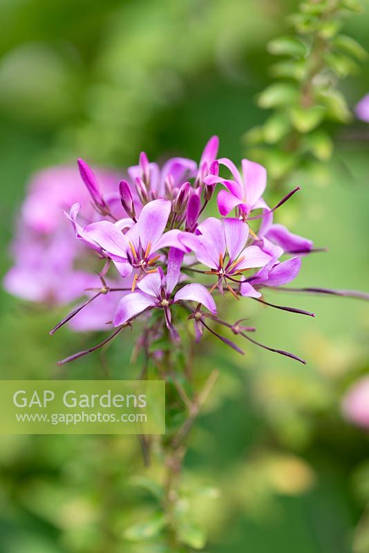 Cleome hassleriana 'Violet Queen', fleur d'araignée, une grande floraison annuelle de juin