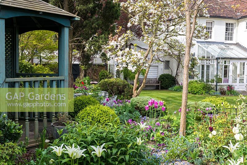 Un jardin clos de ville avec un kiosque en bois, un parterre de tulipes et une boîte mélangés, et un vieil magnolia.