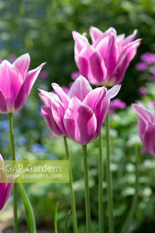 Tulipa 'Ballade', une tulipe à fleurs de lys aux fleurs mauves violettes douces avec des marges blanches bien définies