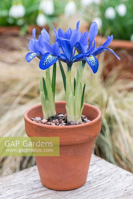 Iris histrioides 'Lady Beatrix Stanley', un riche iris réticulata bleu qui fleurit en janvier, février et mars.