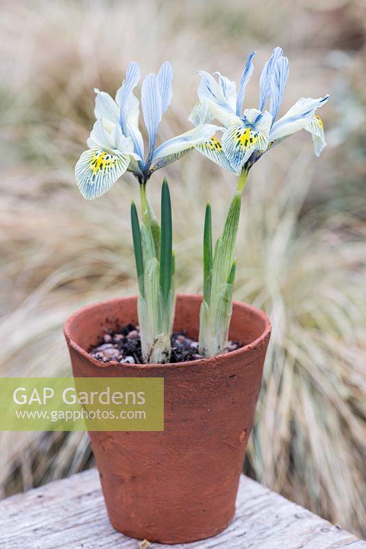 Iris reticulata 'Katharine Hodgkin', un hybride distinctif, en grande partie jaune avec des veines et des marques bleues et vert d'eau. Floraison janvier, février et mars.