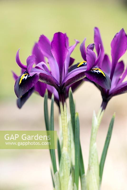 Iris histrioides 'George', un iris reticulata violet prune. Floraison janvier, février et mars.