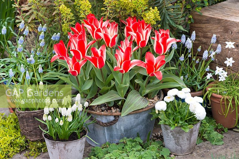 Baignoire en acier de Tulipa 'Pinocchio', une tulipe naine Greigii fleurissant en mars sur fond d'euphorbe. Pots de jacinthes de raisin, marguerites ipheion et bellis.