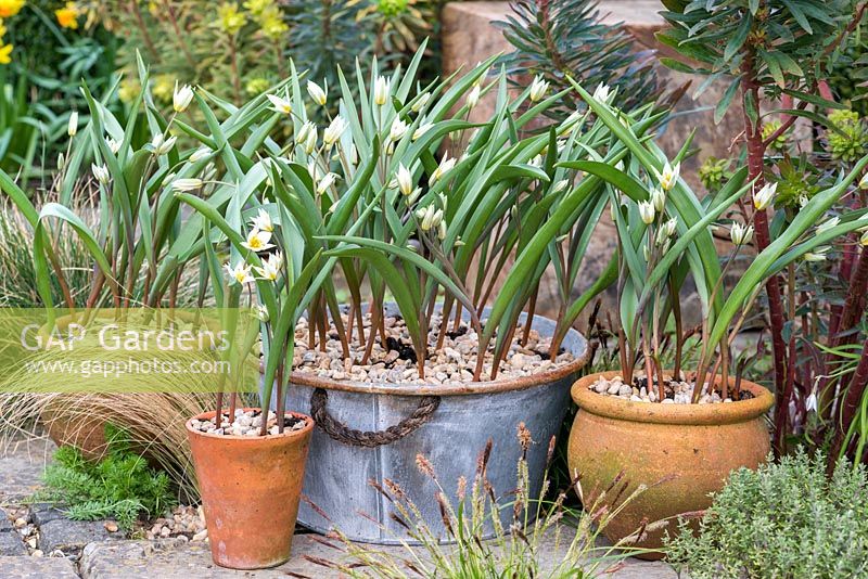 Des pots en étain et en terre cuite plantés de Tulipa turkestanica, une espèce de tulipe ivoire et or, fleurissant à partir de mars.