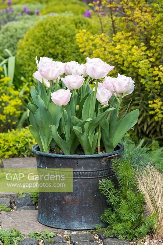 Dans un ancien pot en cuivre, Tulipa 'Angelique', une double tulipe à floraison tardive à pétales roses, fleurissant en avril.