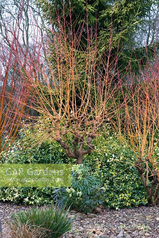 Salix var. vitellina 'Britzensis', un arbuste à feuilles caduques compact avec des tiges orange vif et rouge en hiver.