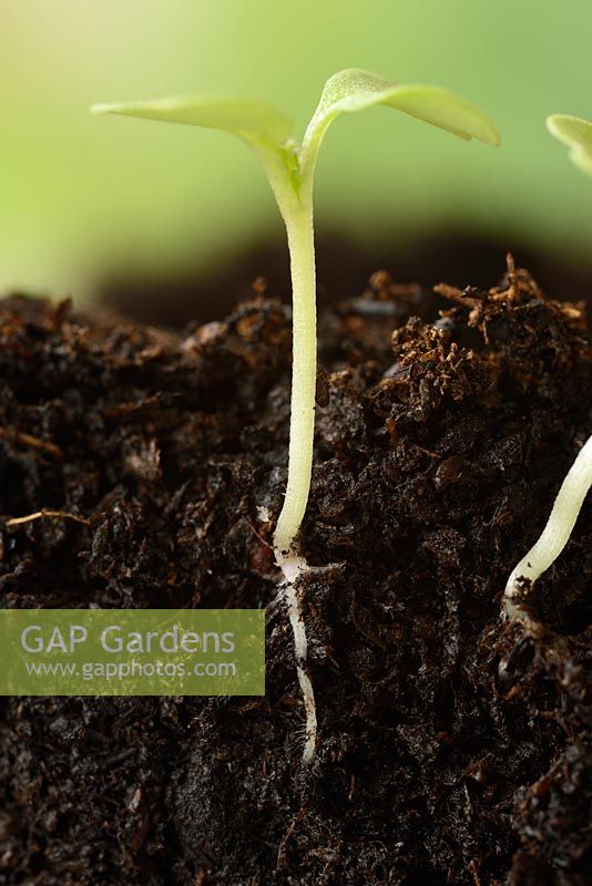 Brassica rapa Rapifera Group. Semis de navet montrant la racine souterraine