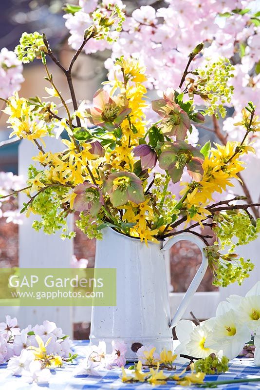 Helleborus, Forsythia et Acer branches affichées dans une cruche.