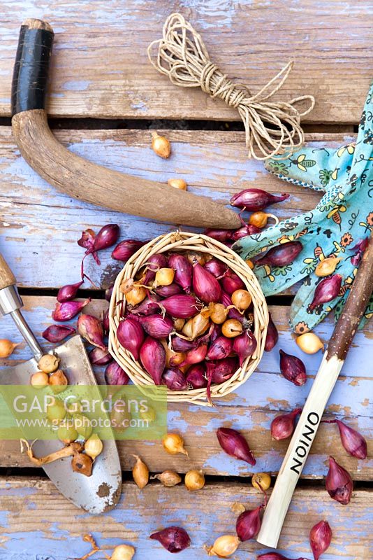 Ensembles d'oignons et outils sur table en bois.