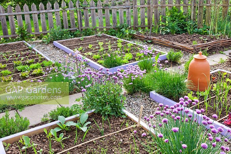 Jardin potager et herbier au printemps. Ciboulette, oignons, ail, laitue, bourrache.