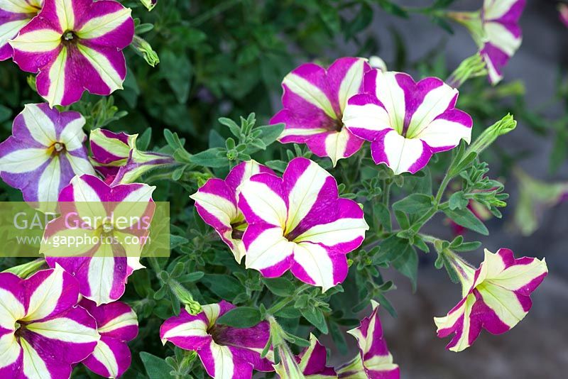 Petunia Chic Collection 'Raspberry Stripe' au HTA Plant Show 2016