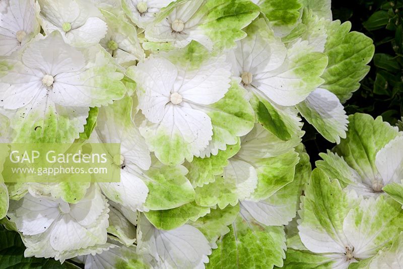 Hortensia 'Wings' au salon HTA Plant Show 2016