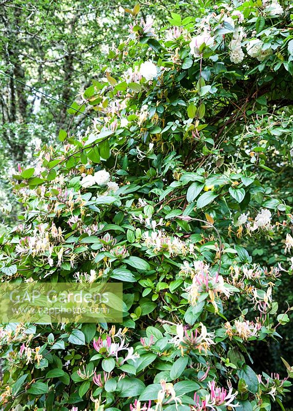 Lonicera japonica var. repens et Rosa 'Felicite et Perpetue', France