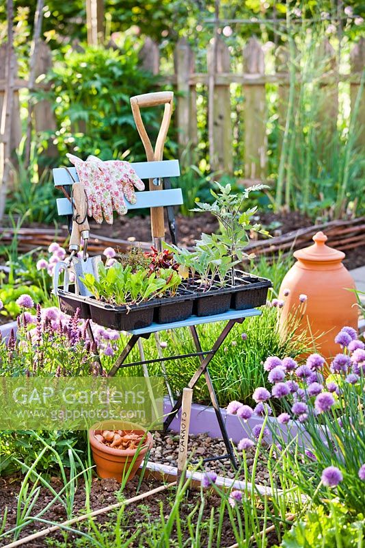 Plateau de plants de légumes et d'herbes sur une chaise au printemps. Tomates, bettes à carde, chou-rave, betteraves, échalotes.