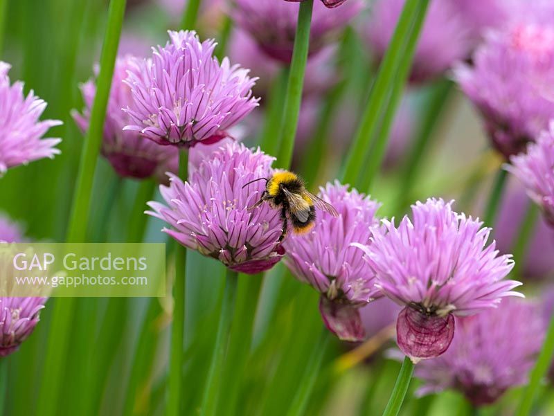 Allium schoenoprasum en fleur avec abeille