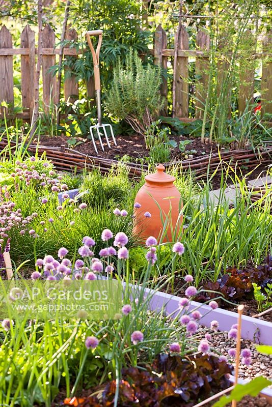 Bordures de légumes surélevées dans le potager et le jardin d'herbes aromatiques en mai.