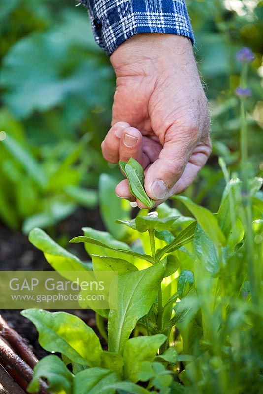 Pincer hors de Zinnia pour encourager la croissance et le rendement