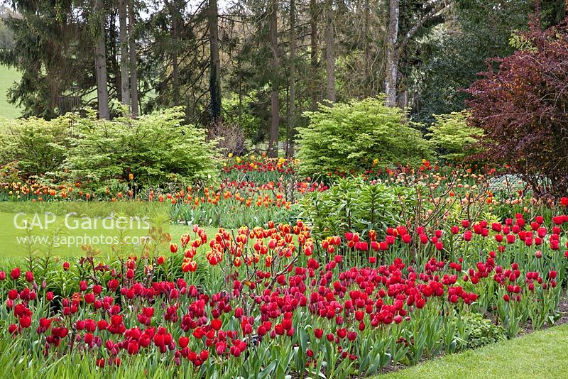 Parterres de fleurs herbeuses avec Tulipa dans le jardin chaud - Pashley Manor Gardens, Kent, UK