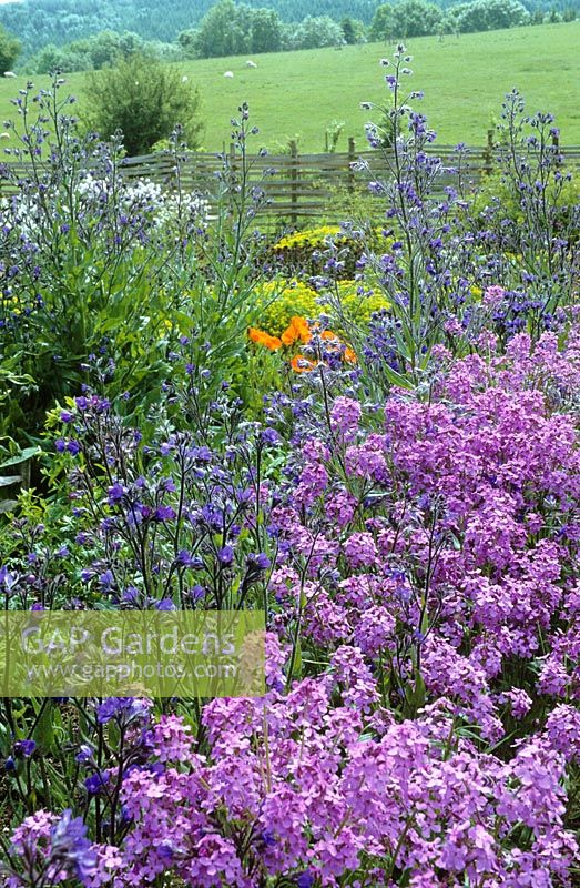 Le jardin de coupe à Perch Hill avec Hesperis matronalis - Sweet rocket et Anchusa azurea 'Dropmore' au premier plan.