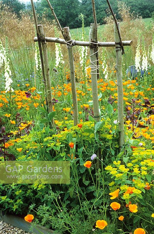 Le jardin de coupe à Perch Hill avec voûte de pois au premier plan, Eschscholzia californica - pavot de Californie, Atriplex hortensis, Euphorbia oblongata et digitales