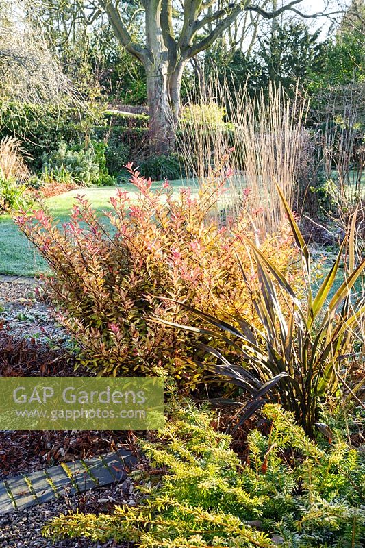 Parterre de fleurs dans le jardin de devant avec Pseudowintera colorata à feuilles persistantes 'Marjorie Congreve', phormium et if prostré. Windy Ridge, Little Wenlock, Shropshire, Royaume-Uni