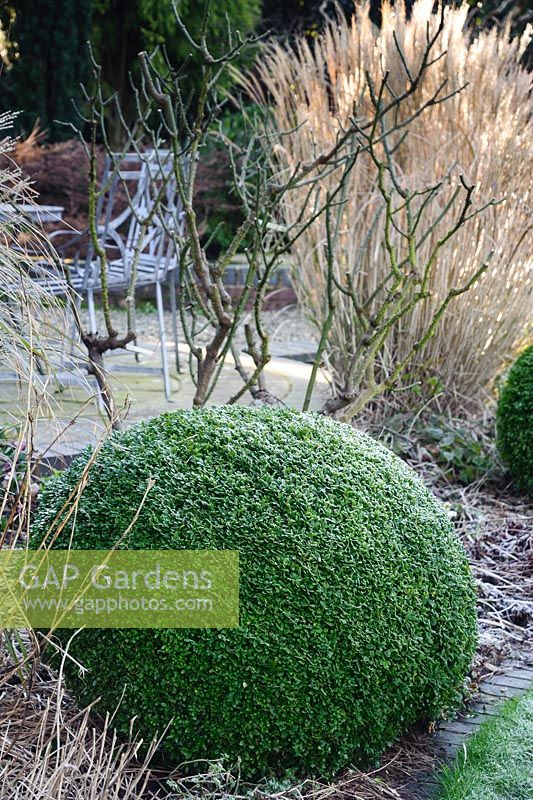 Sphères boîte coupée bordent la pelouse circulaire dans le jardin arrière sur un matin glacial à Windy Ridge, Little Wenlock, Shropshire, Royaume-Uni