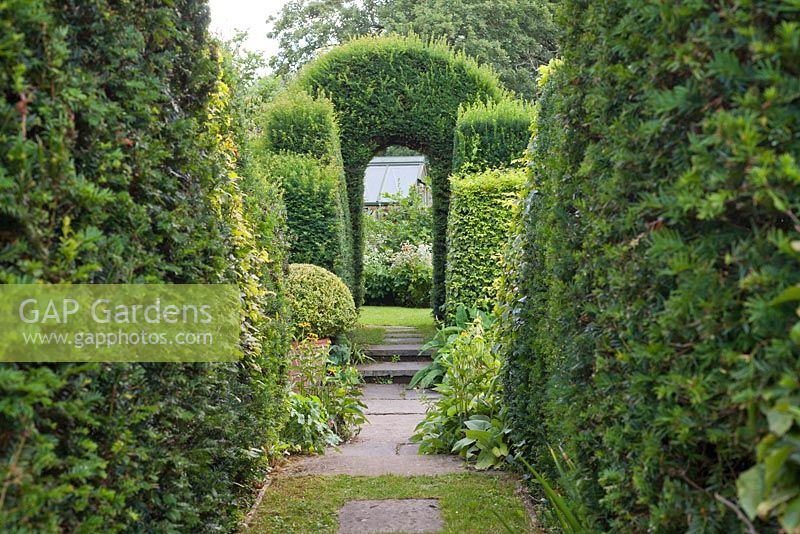 Parcours à travers la couverture d'ifs. Jardin: Rustling End Cottage, Hertfordshire. Propriétaires: M. et Mme Wise