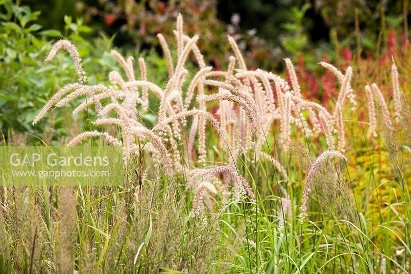 Pennisetum orientale 'Tall Tails', herbe de fontaine orientale, fin d'été, RHS Wisley.