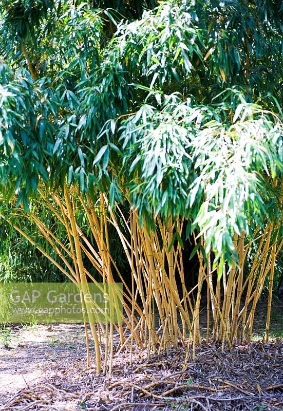 Phyllostachys vivax f. aureocaulis, bambou chinois en bois doré, fin du printemps, jardins de Kew.