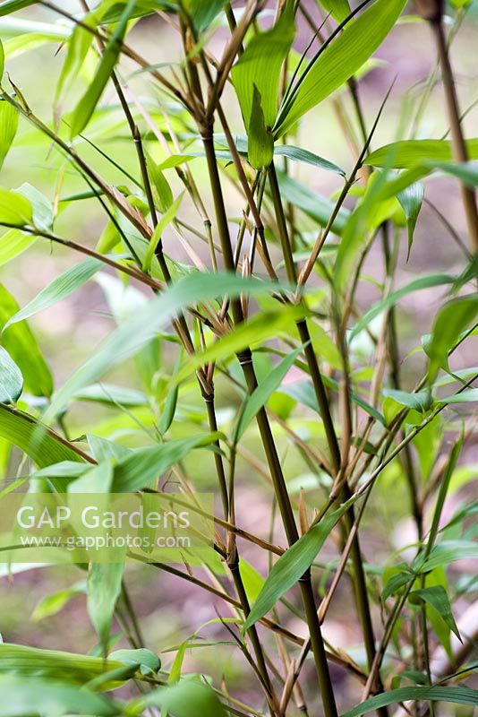 Semiarundinaria fastuosa, bambou Narihira, fin de l'été, RHS Wisley.