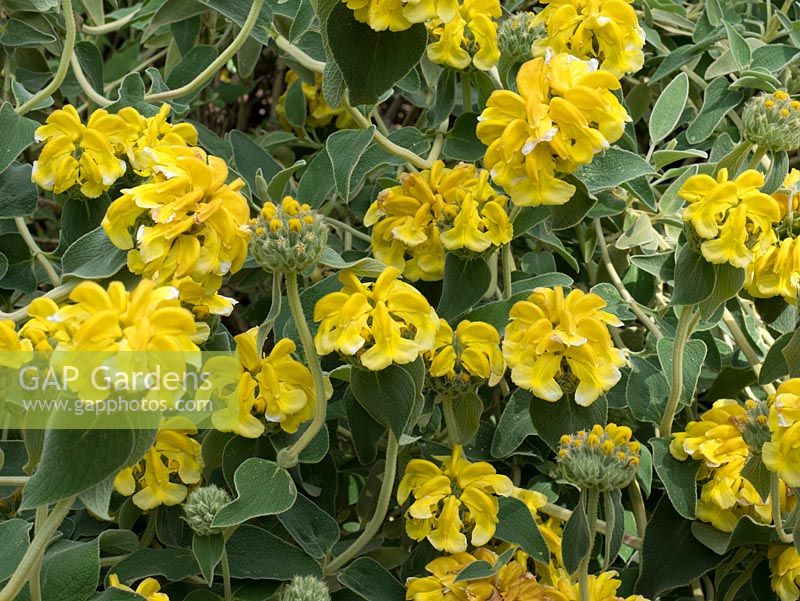 Phlomis fructosa - Sauge de Jérusalem jaune - floraison pérenne tolérante à la sécheresse début juin