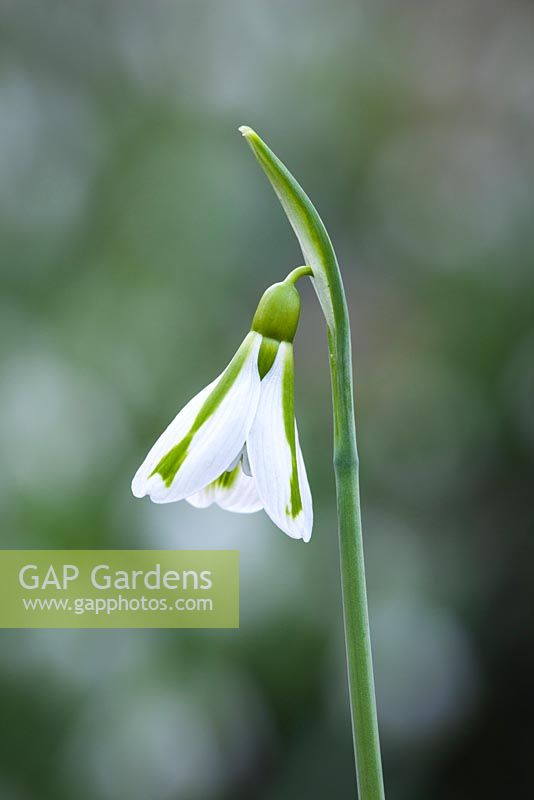 Galanthus 'South Hayes '.