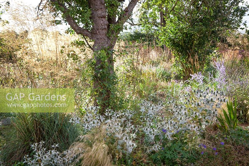 Parterre de fleurs sous l'arbre à Fields Farm avec Stipa tenuissima, Stipa gigantea et Eryngium giganteum 'Miss Willmott's Ghost'