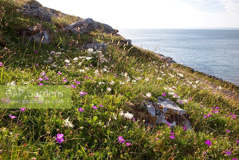 Dryas octopetala - têtes de semence des avens des montagnes poussant avec des géraniums sur la côte du Burren, en Irlande. Dryas blancs.
