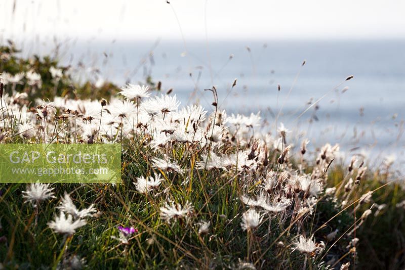 Dryas octopetala - têtes de semence des avens des montagnes poussant sur la côte au Burren. Dryas blancs.