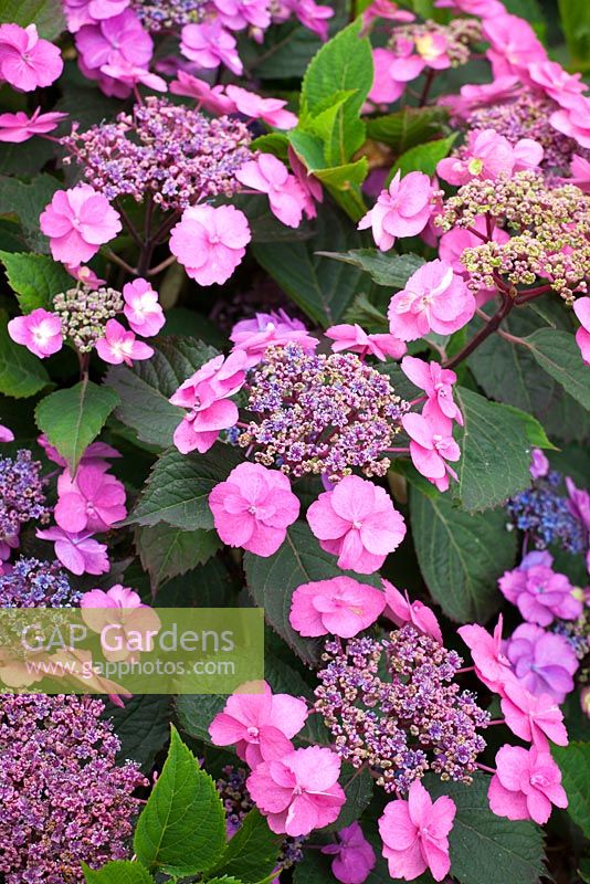 Hydrangea macrophylla 'Blueberry Cheesecake' série Flair and Flavors