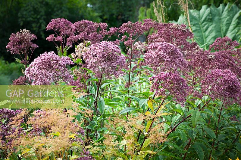 Eupatorium maculatum Atropurpureum Groupe 'Purple Bush'