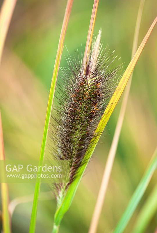 Pennisetum alopecuroides 'Tête rouge'