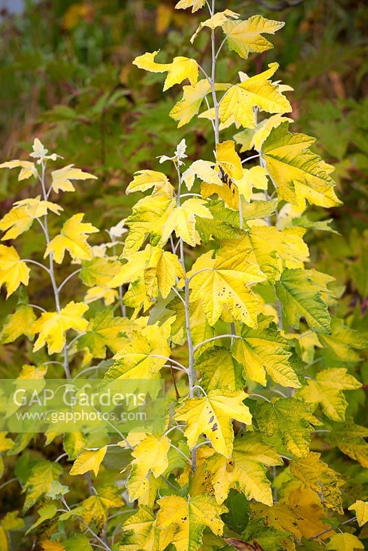 Populus alba 'Richardii' - Peuplier blanc, Peuplier à feuilles dorées