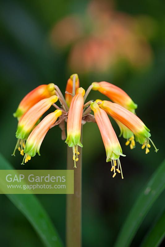 Clivia gardenii. Bush Lily