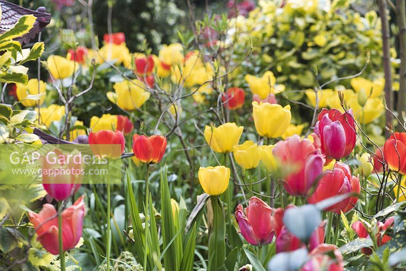 Vue du parterre de fleurs avec des tulipes mélangées colorées: Tulipa 'Golden Apeldoorn', 'Apeldoorn' et Ilex x altaclerensis 'Golden King' - Houx panaché