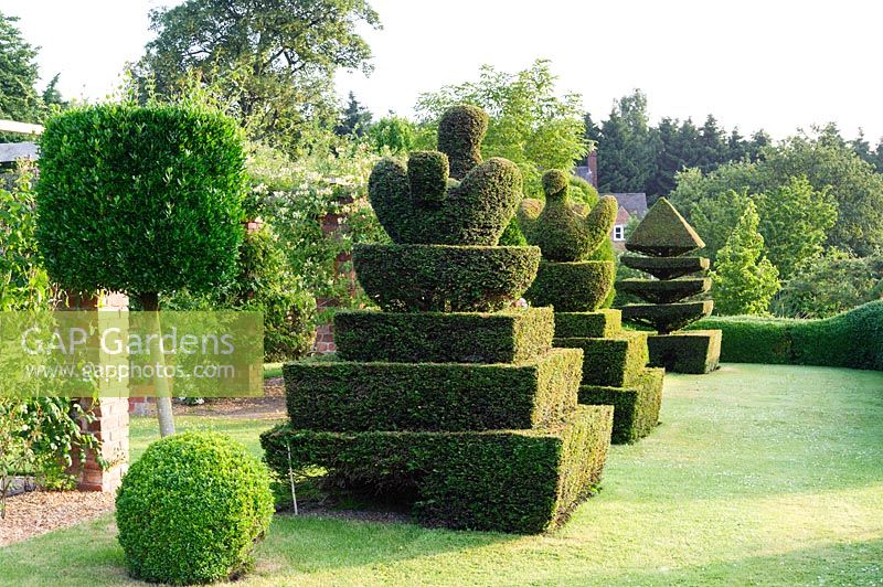 Le jardin topiaire présente des ifs coupés en paons et cygnes. Felley Priory, Underwood, Notts, Royaume-Uni