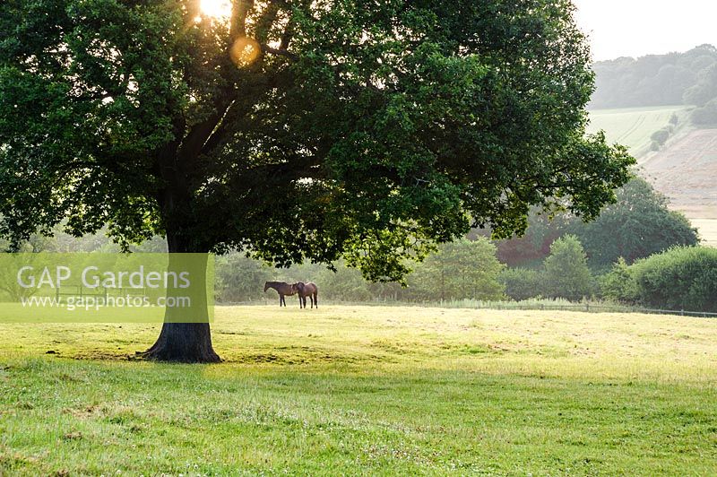 Arbre de Quercus. Soleil du matin à travers un chêne dans le champ attenant. Felley Priory, Underwood, Notts, Royaume-Uni